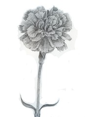 カーネーション