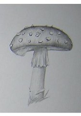 きのこ(ベニテングダケ)