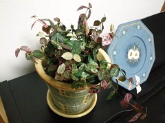 Re: �e�X�g�ł�